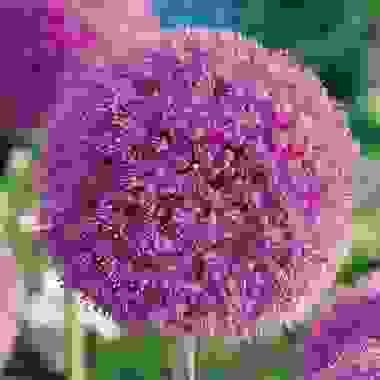 Giganteum
